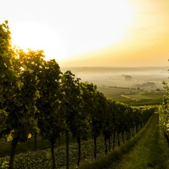 Vine Bathing